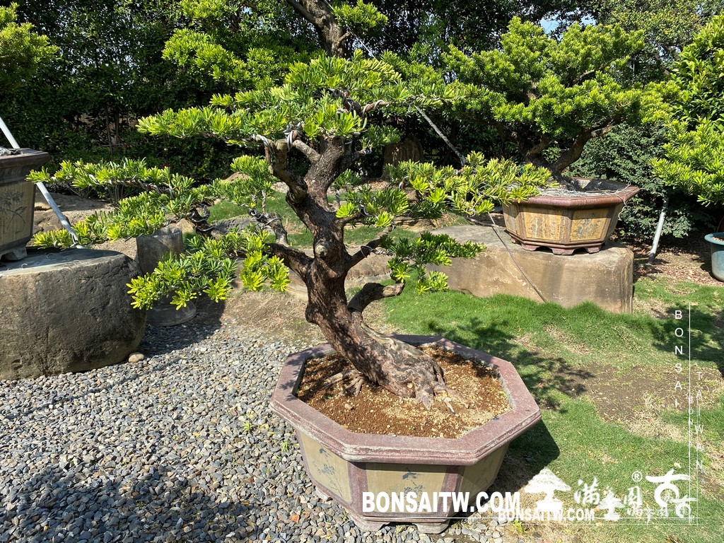 001 5 2 1 [晶鑽羅漢松]等待，是為了下一次的蛻變(68) 盆栽(Bonsai)
