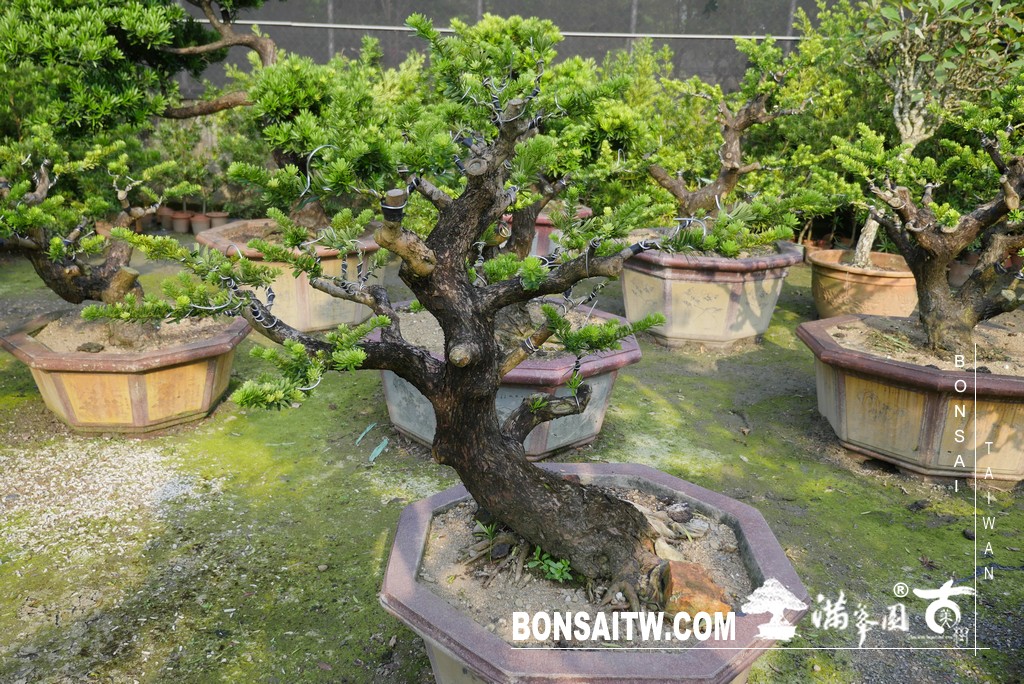001 6 1 [晶鑽羅漢松]等待，是為了下一次的蛻變(68) 盆栽(Bonsai)