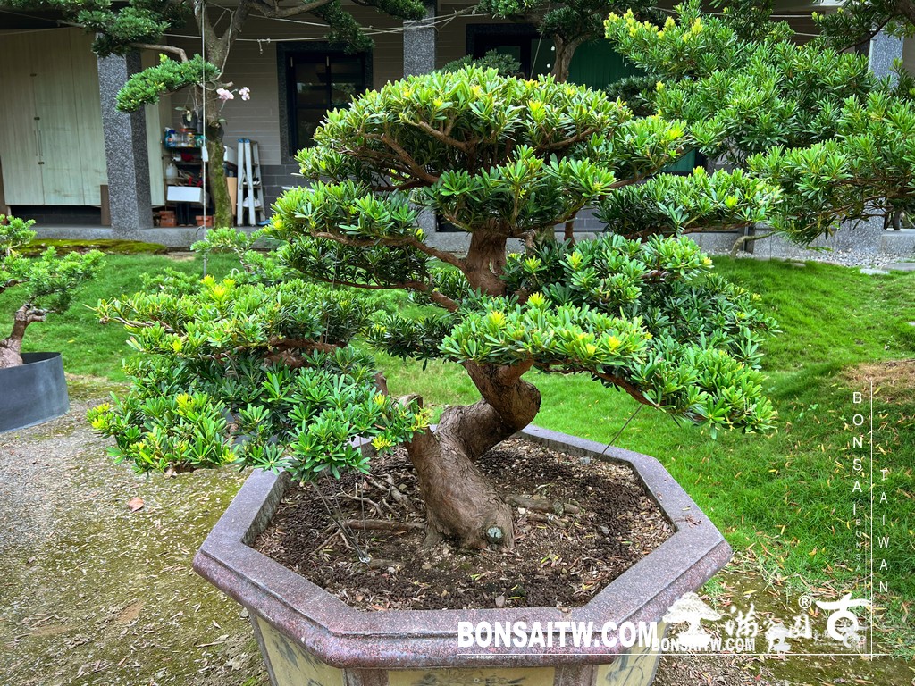 001 9 [晶鑽羅漢松]等待，是為了下一次的蛻變(75) 盆栽(Bonsai)