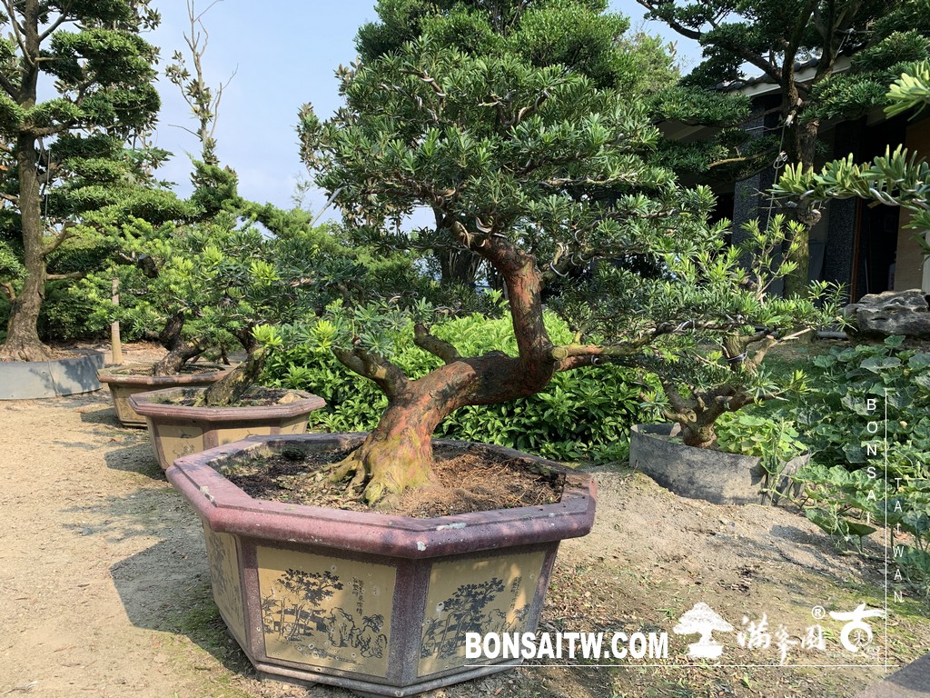 002 1 [晶鑽羅漢松]等待，是為了下一次的蛻變(69) 盆栽(Bonsai)