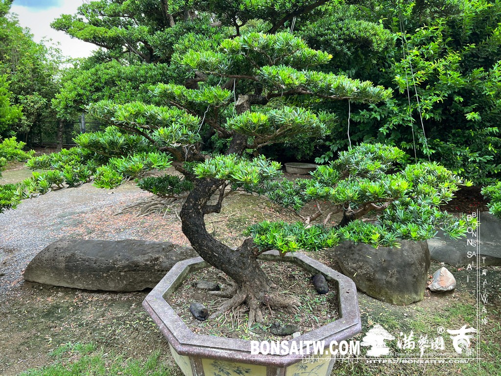 002 4 [晶鑽羅漢松]等待，是為了下一次的蛻變(67) 盆栽(Bonsai)