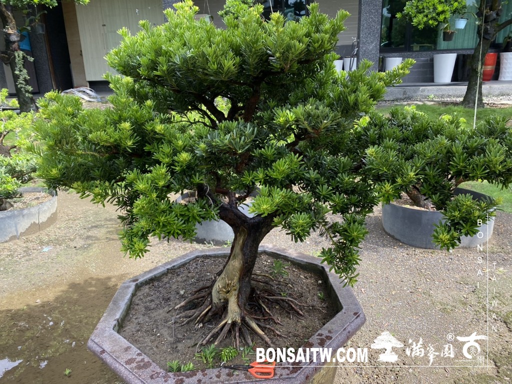 004 [晶鑽羅漢松]等待，是為了下一次的蛻變(76) 盆栽(Bonsai)