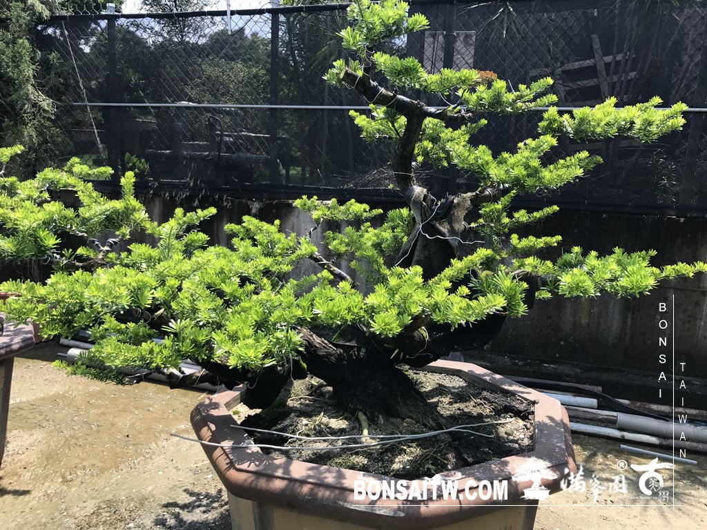 004 2 [晶鑽羅漢松]等待，是為了下一次的蛻變(65) 蛻變專題(The plan)