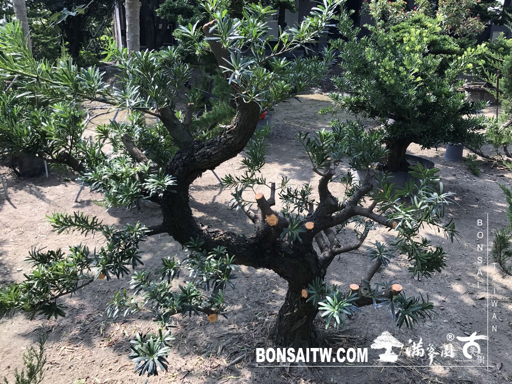 004 3 [晶鑽羅漢松]等待，是為了下一次的蛻變(61) 蛻變專題(The plan)