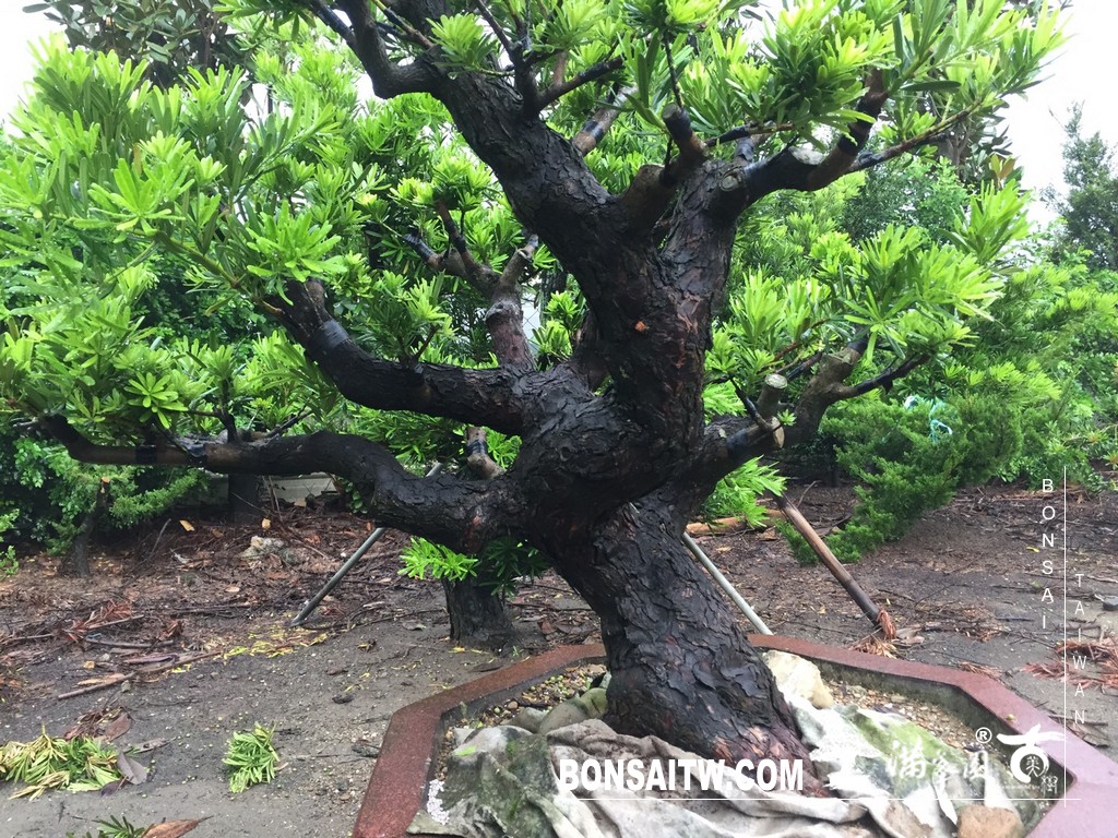 004 4 1 [晶鑽羅漢松]等待，是為了下一次的蛻變(71) 盆栽(Bonsai)