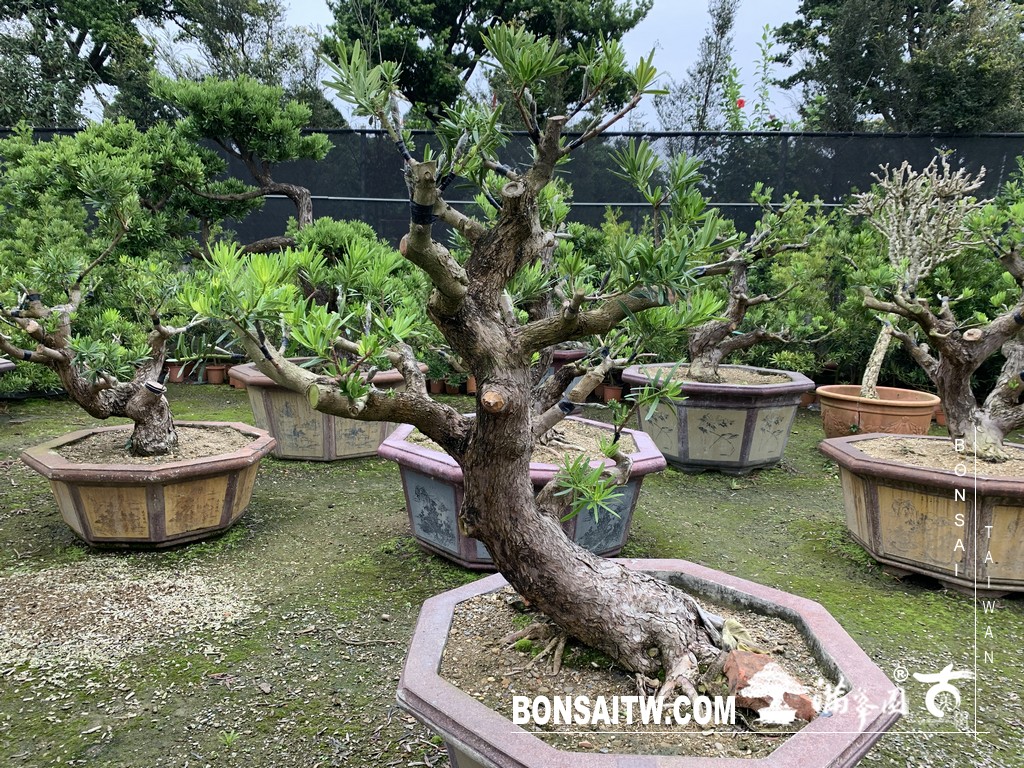 005 2 [晶鑽羅漢松]等待，是為了下一次的蛻變(68) 盆栽(Bonsai)