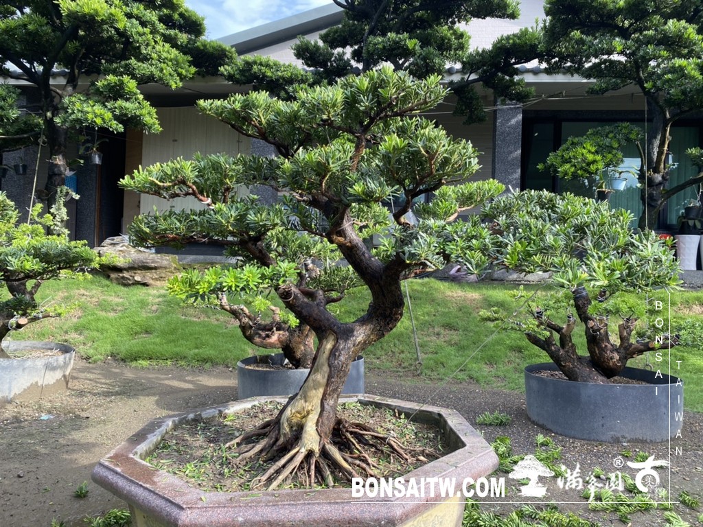 005 3 [晶鑽羅漢松]等待，是為了下一次的蛻變(76) 盆栽(Bonsai)