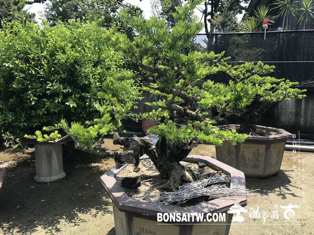 006 2 [晶鑽羅漢松]等待，是為了下一次的蛻變(65) 蛻變專題(The plan)