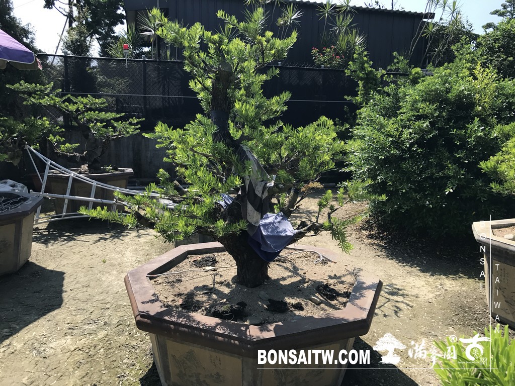 007 [晶鑽羅漢松]等待，是為了下一次的蛻變(55) 盆栽(Bonsai)