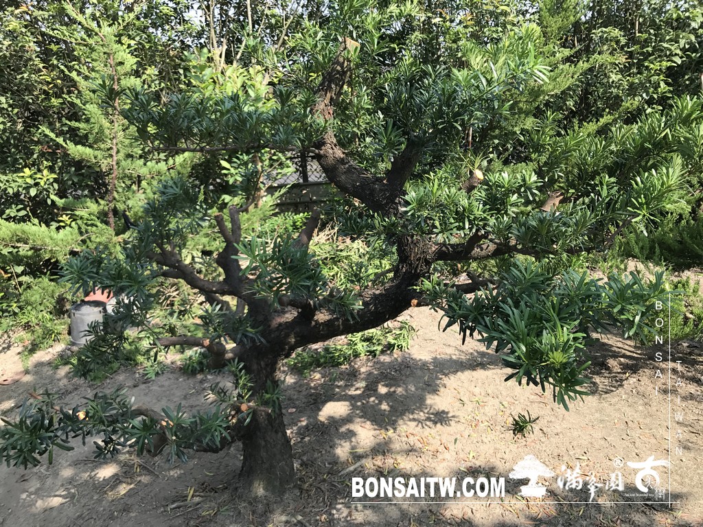 007 3 [晶鑽羅漢松]等待，是為了下一次的蛻變(61) 蛻變專題(The plan)