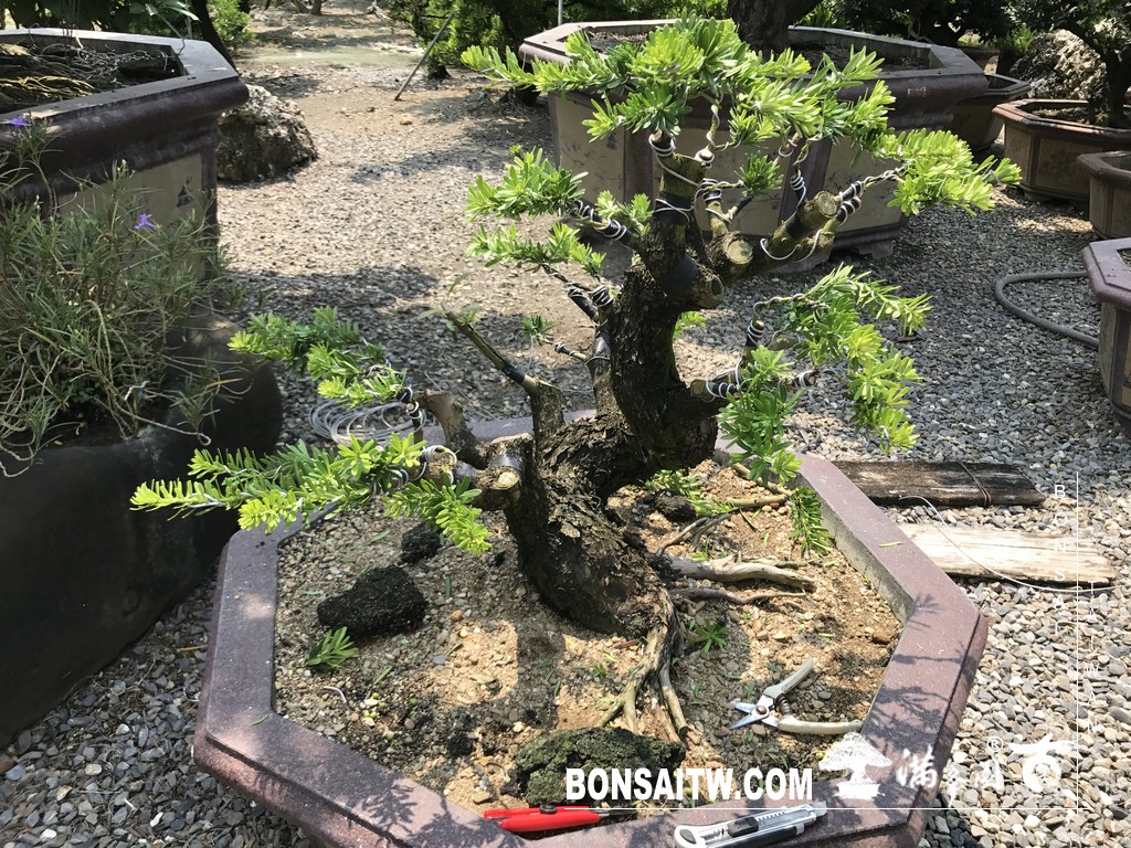 008 2 1 [晶鑽羅漢松]等待，是為了下一次的蛻變(75) 盆栽(Bonsai)