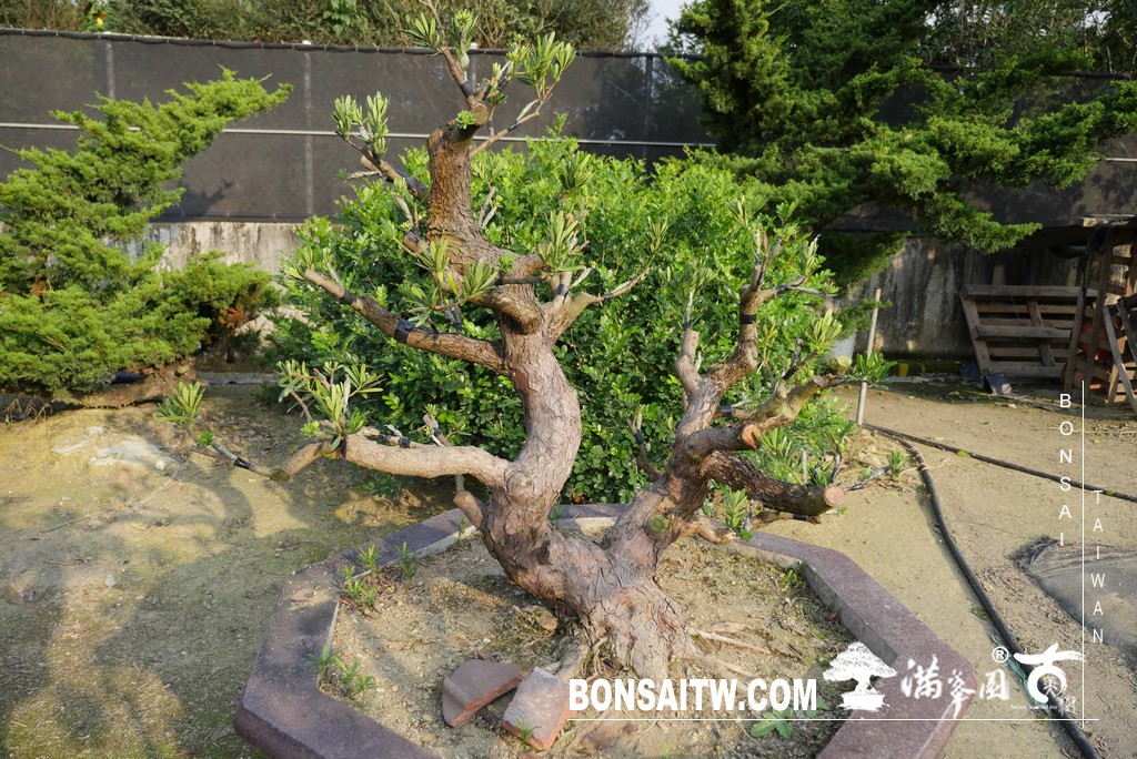 010 2 [晶鑽羅漢松]等待，是為了下一次的蛻變(57) 盆栽(Bonsai)