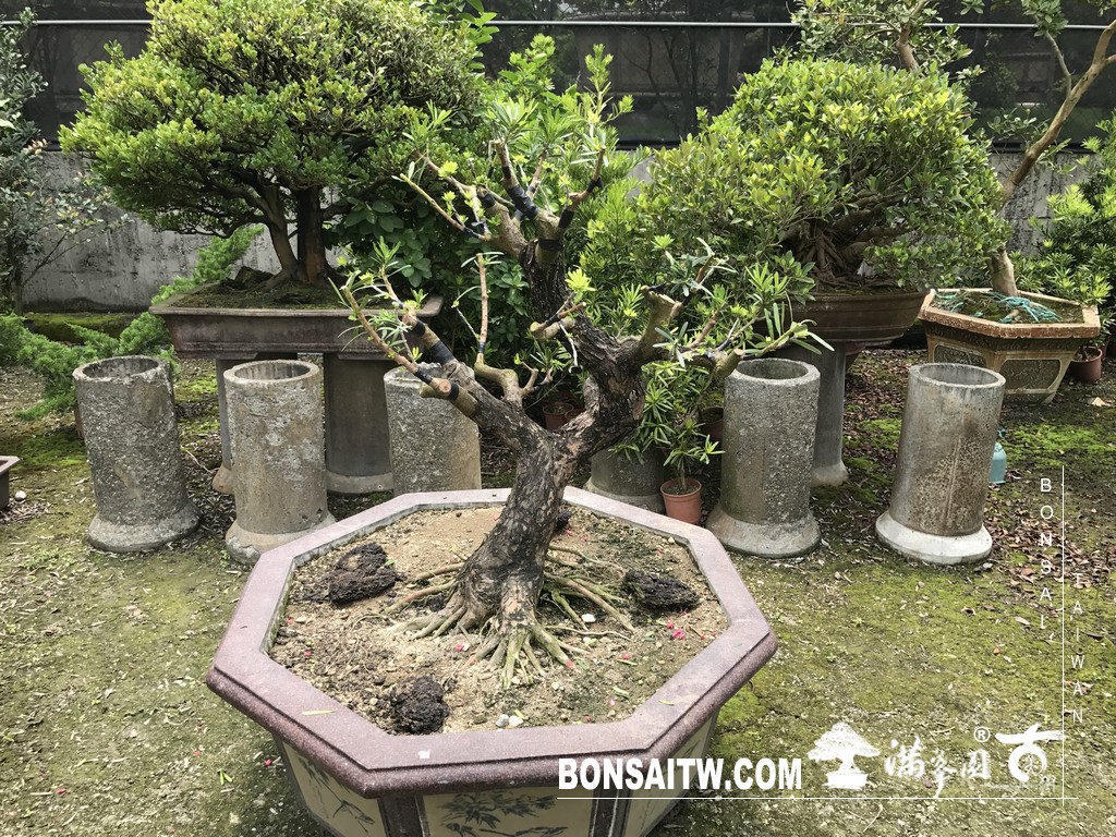 011 1 [晶鑽羅漢松]等待，是為了下一次的蛻變(76) 盆栽(Bonsai)
