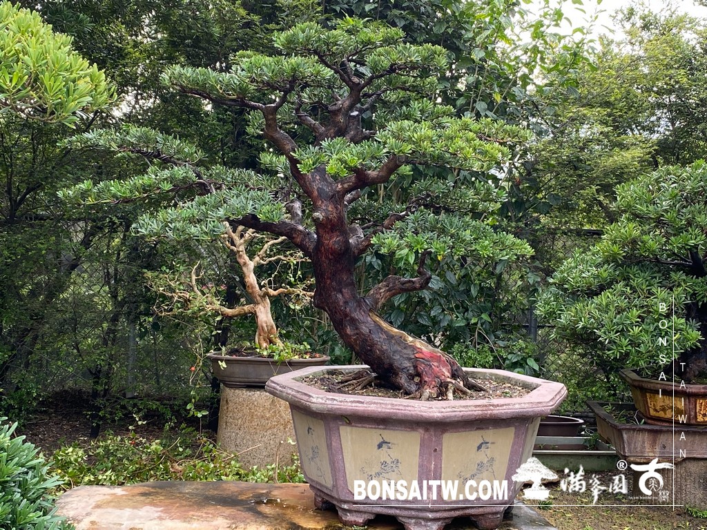 012 [晶鑽羅漢松]等待，是為了下一次的蛻變(68) 盆栽(Bonsai)