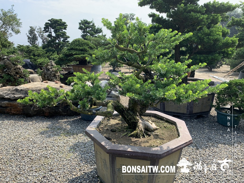 013 2 [晶鑽羅漢松]等待，是為了下一次的蛻變(65) 蛻變專題(The plan)