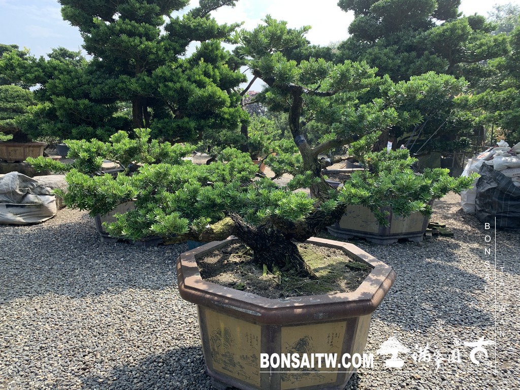 014 2 [晶鑽羅漢松]等待，是為了下一次的蛻變(66) 盆栽(Bonsai)