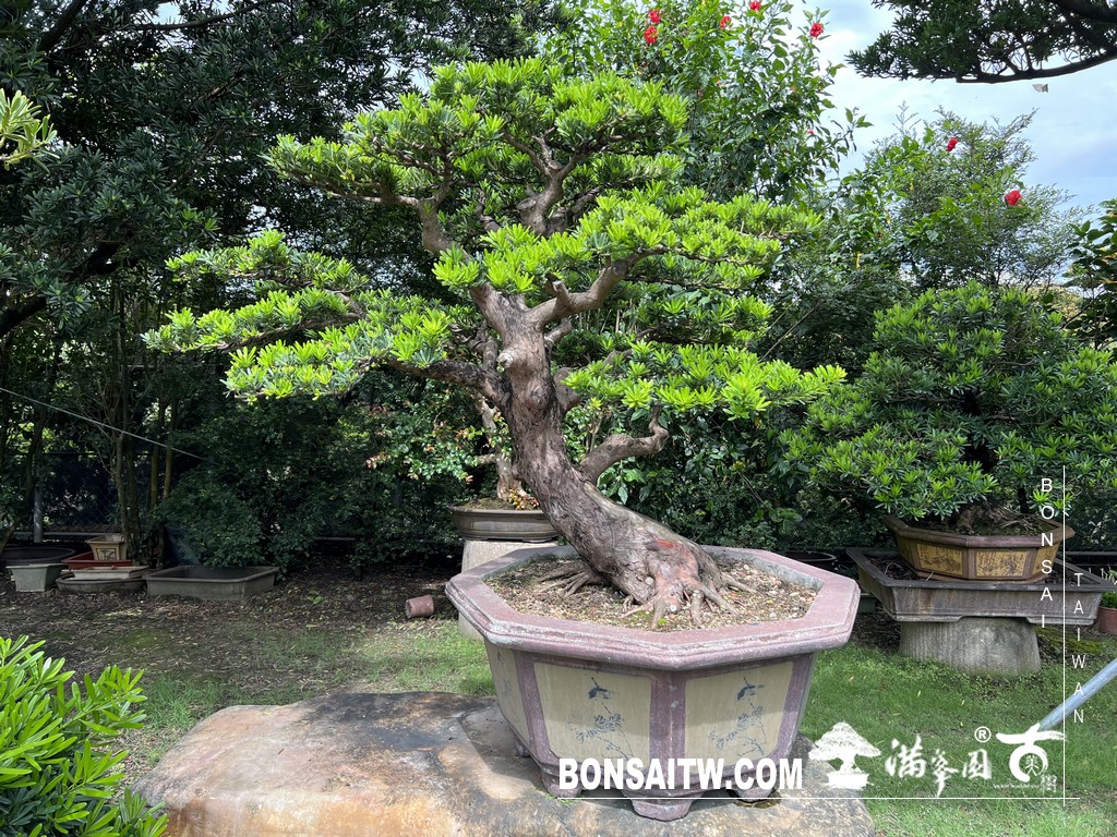 020 2 [晶鑽羅漢松]等待，是為了下一次的蛻變(68) 盆栽(Bonsai)