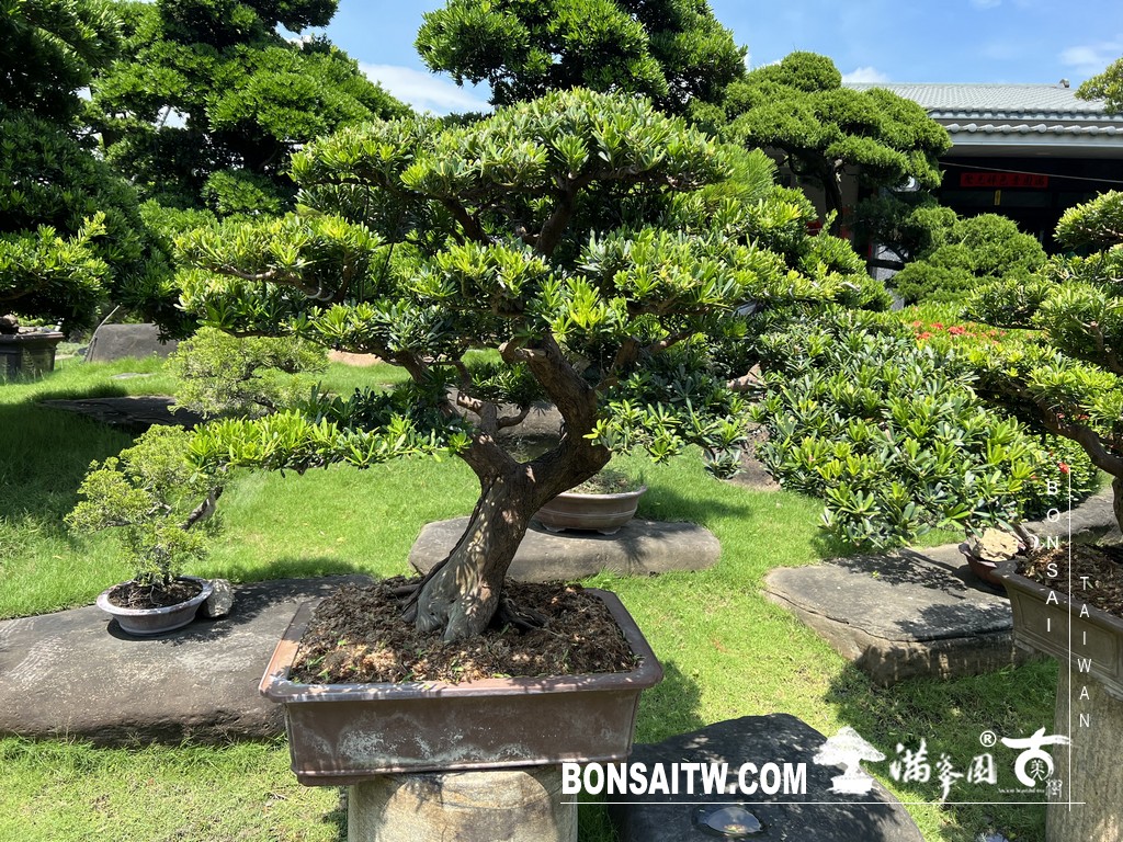 029 2 [晶鑽羅漢松]等待，是為了下一次的蛻變(76) 盆栽(Bonsai)