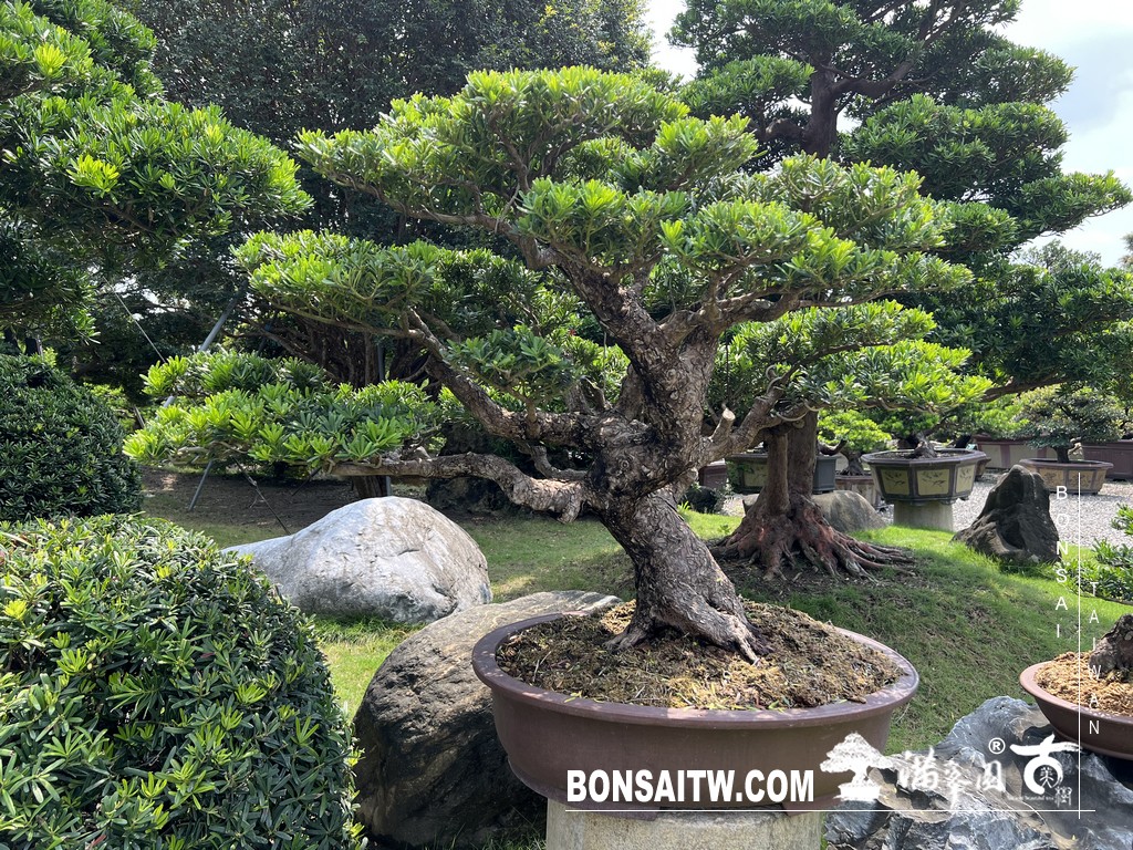 033 [晶鑽羅漢松]等待，是為了下一次的蛻變(71) 盆栽(Bonsai)