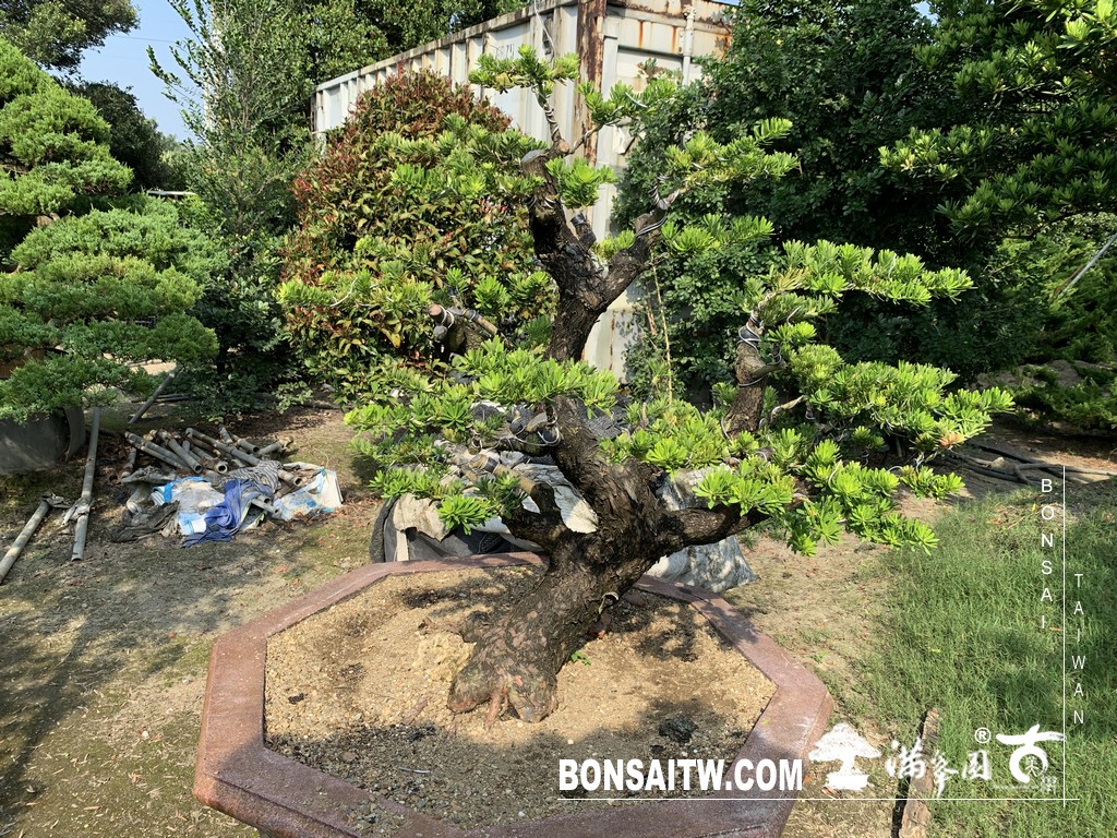 043 1 [晶鑽羅漢松]等待，是為了下一次的蛻變(76) 盆栽(Bonsai)