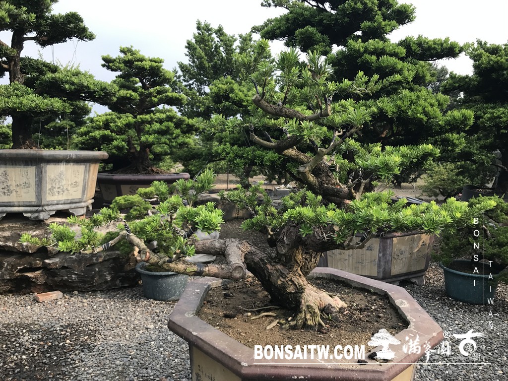 052 2 [晶鑽羅漢松]等待，是為了下一次的蛻變(65) 蛻變專題(The plan)