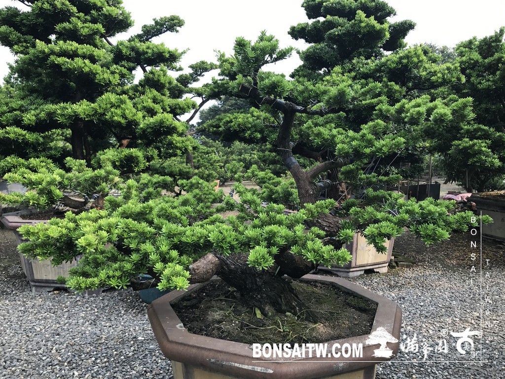 053 2 [晶鑽羅漢松]等待，是為了下一次的蛻變(66) 盆栽(Bonsai)