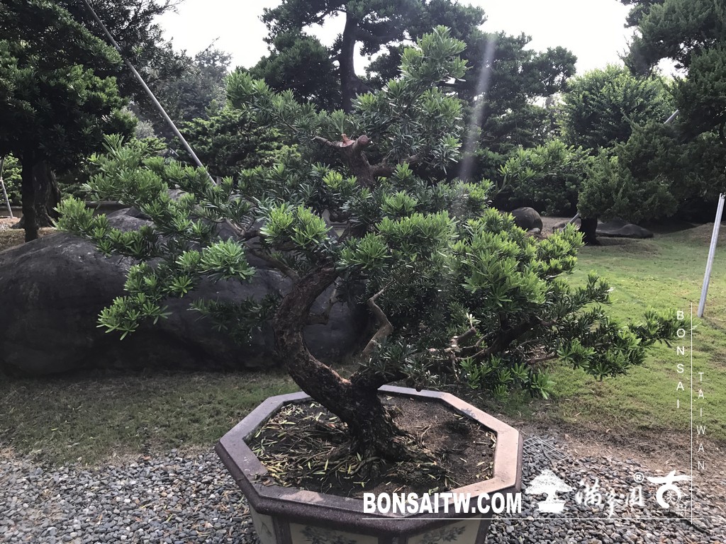 056 2 2 [晶鑽羅漢松]等待，是為了下一次的蛻變(67) 盆栽(Bonsai)