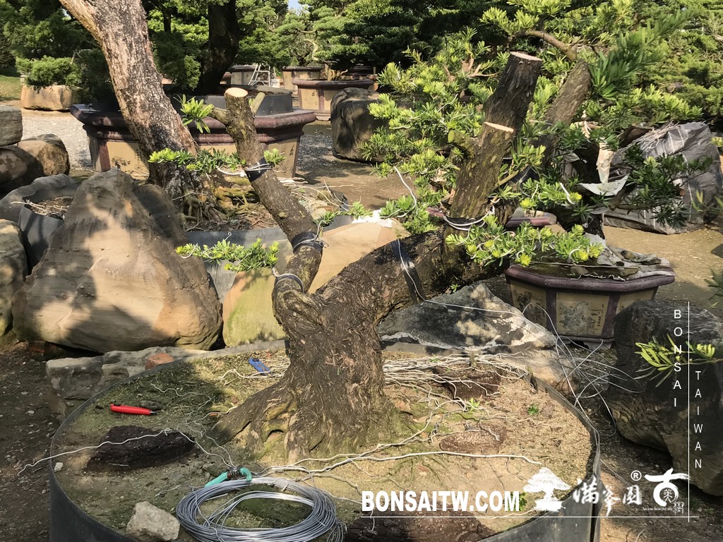 056 2 [晶鑽羅漢松]等待，是為了下一次的蛻變(54) 蛻變專題(The plan)