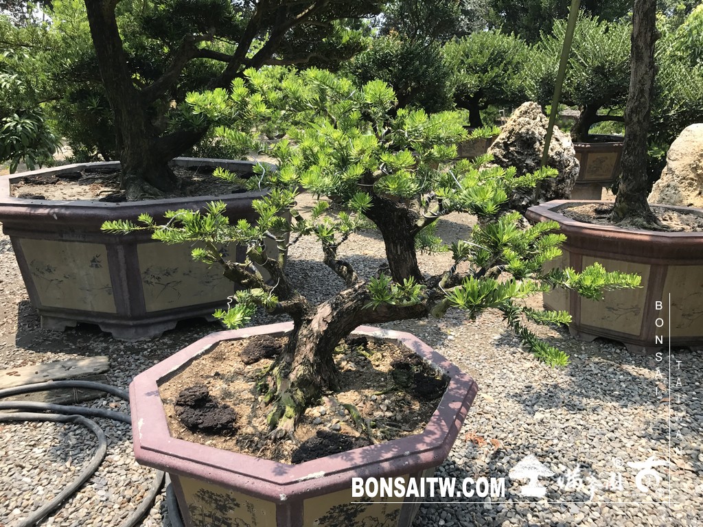 060 [晶鑽羅漢松]等待，是為了下一次的蛻變(69) 盆栽(Bonsai)