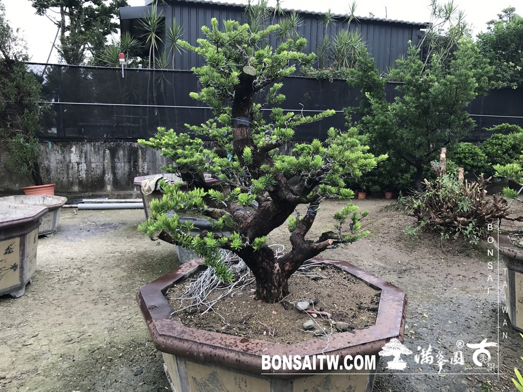 060 2 [晶鑽羅漢松]等待，是為了下一次的蛻變(55) 盆栽(Bonsai)