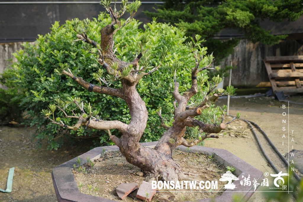 065 [晶鑽羅漢松]等待，是為了下一次的蛻變(57) 盆栽(Bonsai)