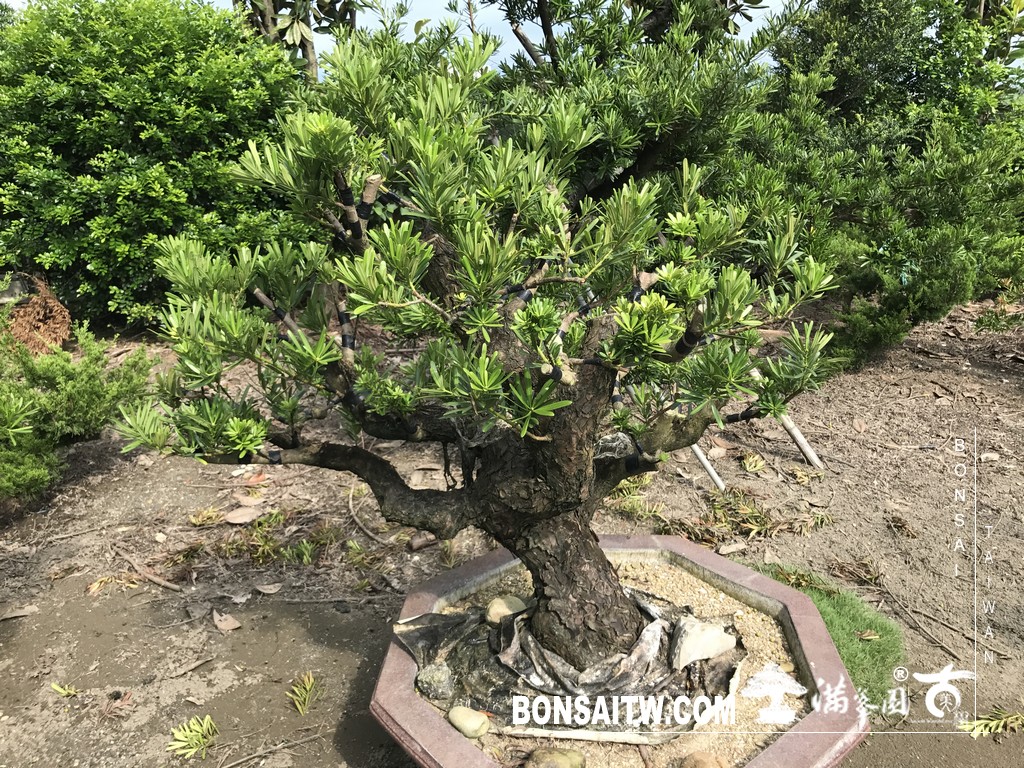 067 2 1 [晶鑽羅漢松]等待，是為了下一次的蛻變(71) 盆栽(Bonsai)
