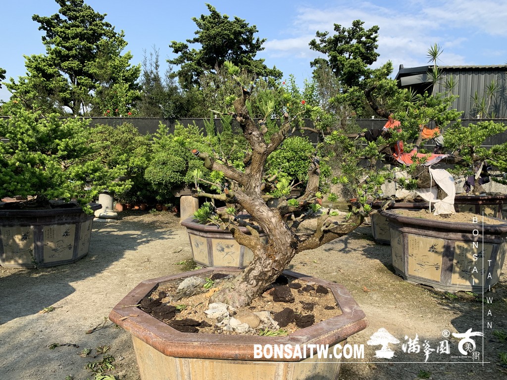 072 1 [晶鑽羅漢松]等待，是為了下一次的蛻變(76) 盆栽(Bonsai)