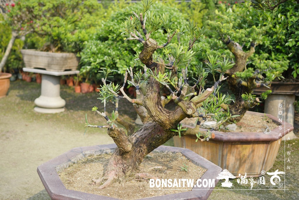 073 [晶鑽羅漢松]等待，是為了下一次的蛻變(70) 盆栽(Bonsai)