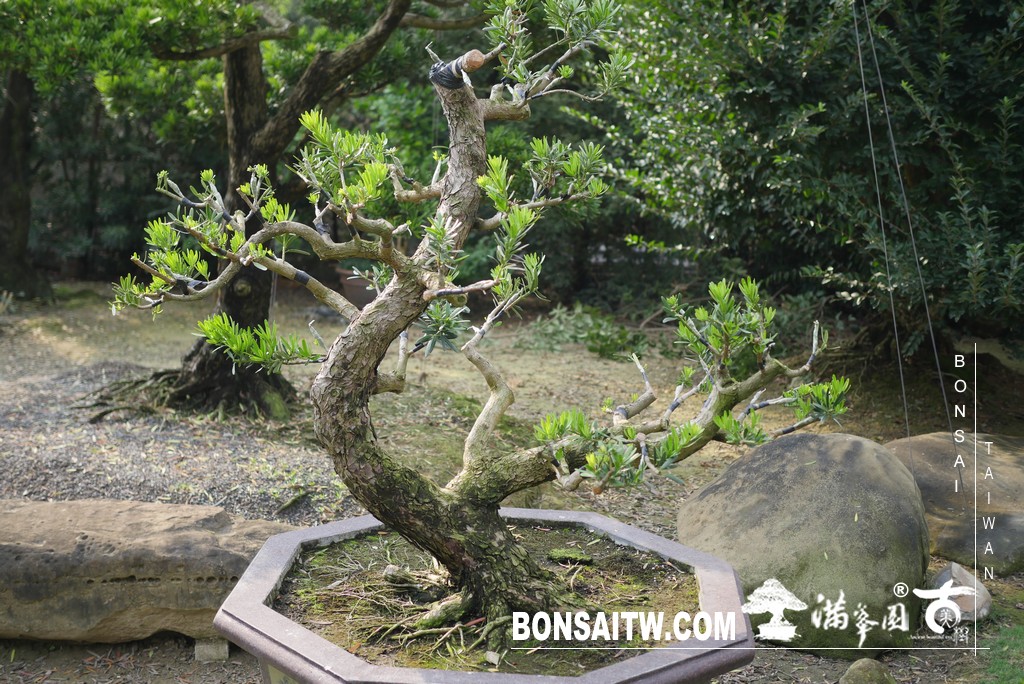 082 2 1 [晶鑽羅漢松]等待，是為了下一次的蛻變(67) 盆栽(Bonsai)