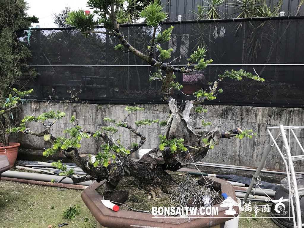 089 [晶鑽羅漢松]等待，是為了下一次的蛻變(66) 盆栽(Bonsai)