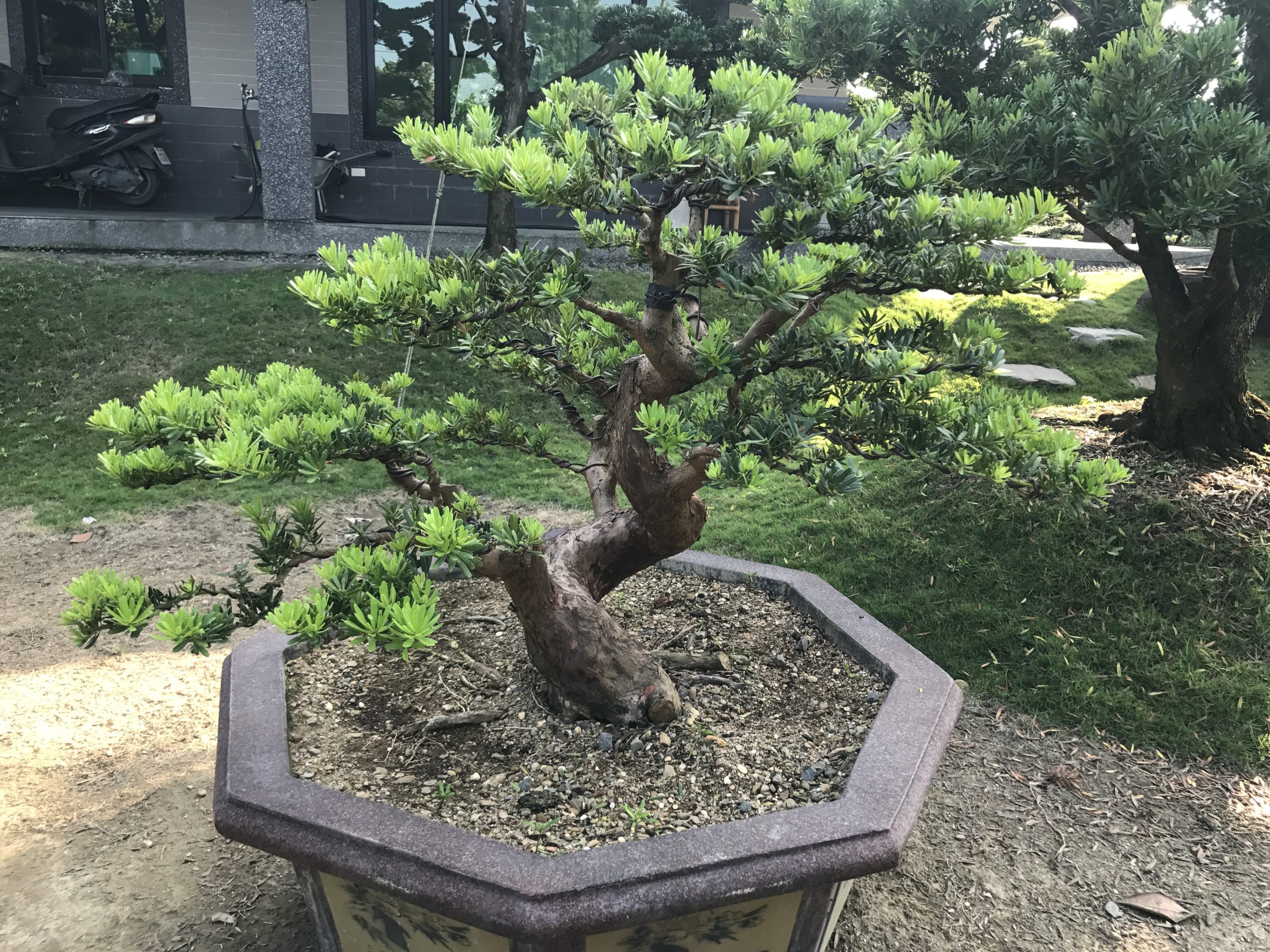 094 2 [晶鑽羅漢松]等待，是為了下一次的蛻變(75) 盆栽(Bonsai)