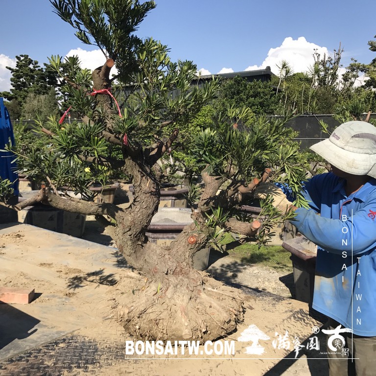 123 [晶鑽羅漢松]等待，是為了下一次的蛻變(57) 盆栽(Bonsai)