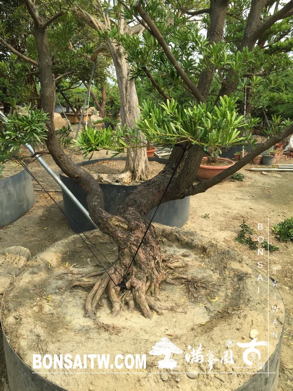 125 [晶鑽羅漢松]等待，是為了下一次的蛻變(54) 蛻變專題(The plan)