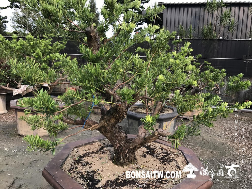 134 [晶鑽羅漢松]等待，是為了下一次的蛻變(55) 盆栽(Bonsai)