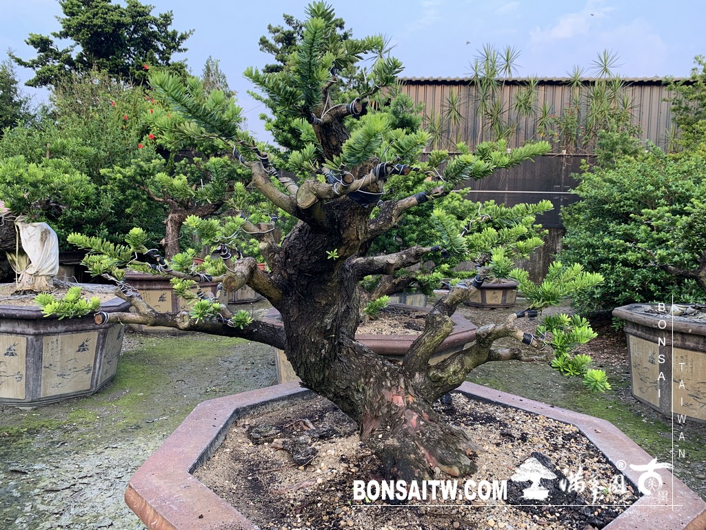 137 [晶鑽羅漢松]等待，是為了下一次的蛻變(60) 蛻變專題(The plan)