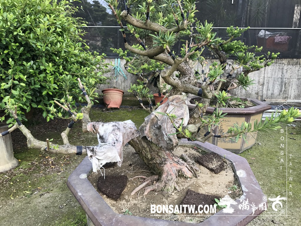 138 [晶鑽羅漢松]等待，是為了下一次的蛻變(65) 蛻變專題(The plan)