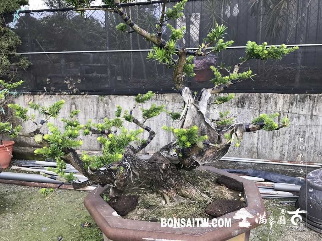 140 [晶鑽羅漢松]等待，是為了下一次的蛻變(66) 盆栽(Bonsai)