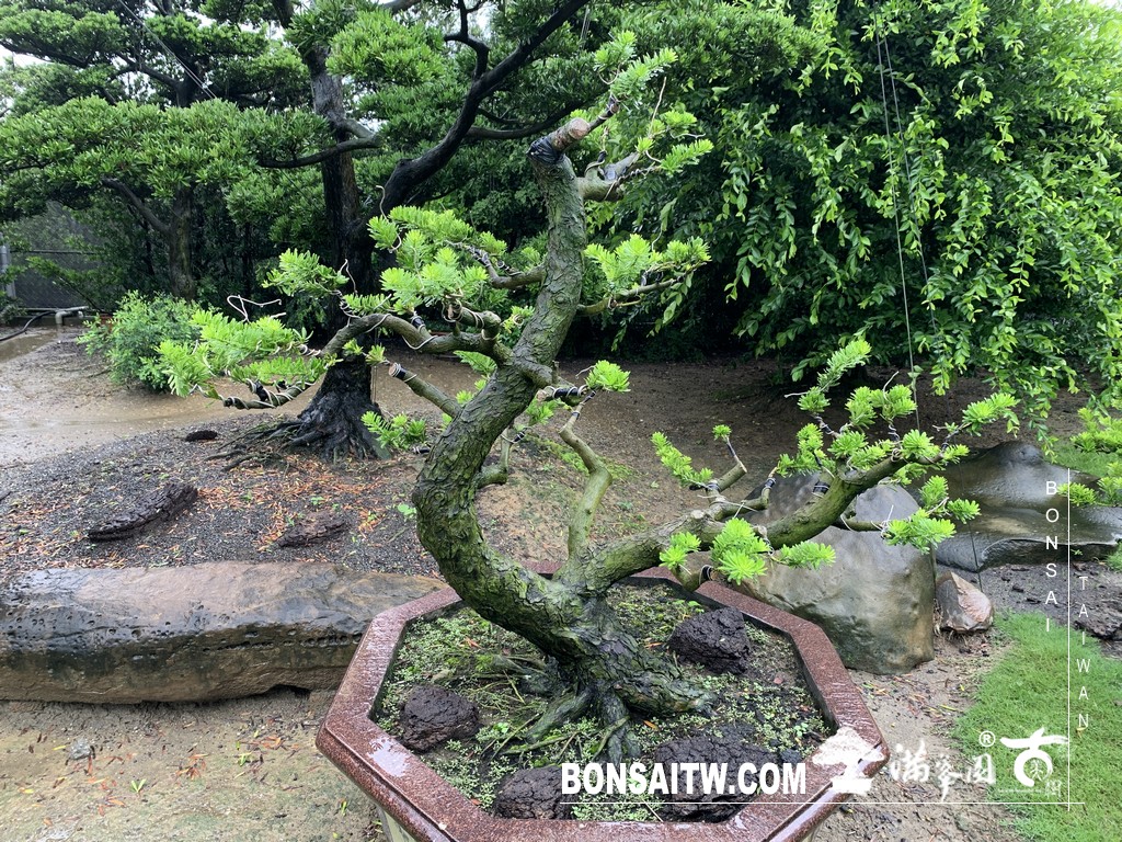148 1 [晶鑽羅漢松]等待，是為了下一次的蛻變(67) 盆栽(Bonsai)