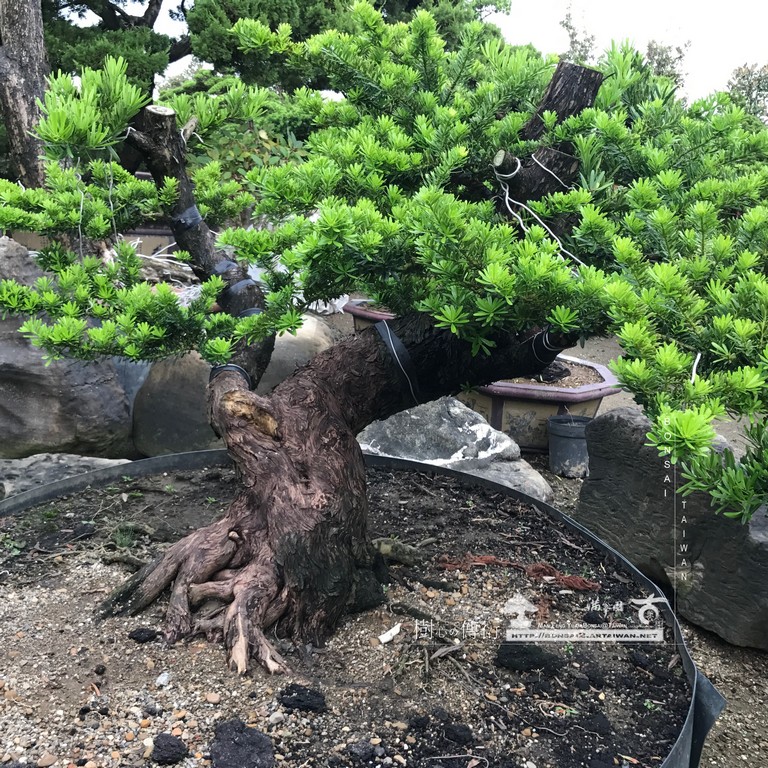 182 [晶鑽羅漢松]等待，是為了下一次的蛻變(54) 蛻變專題(The plan)