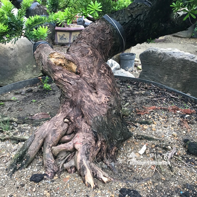 183 [晶鑽羅漢松]等待，是為了下一次的蛻變(54) 蛻變專題(The plan)