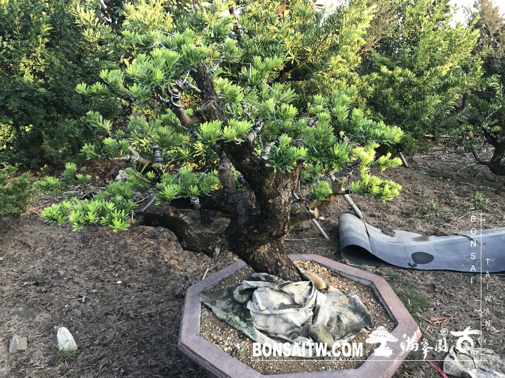 252 [晶鑽羅漢松]等待，是為了下一次的蛻變(71) 盆栽(Bonsai)