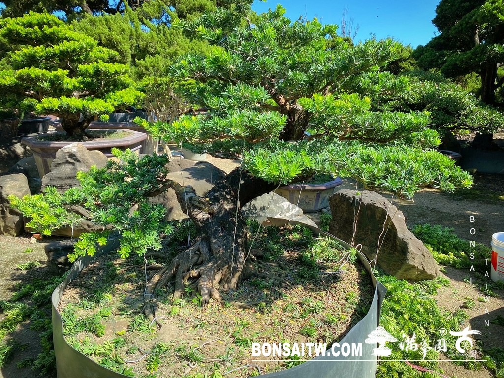 Enlight2577 [晶鑽羅漢松]等待，是為了下一次的蛻變(54) 蛻變專題(The plan)