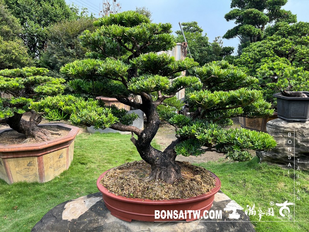 IMG 9104 [晶鑽羅漢松]等待，是為了下一次的蛻變(57) 盆栽(Bonsai)
