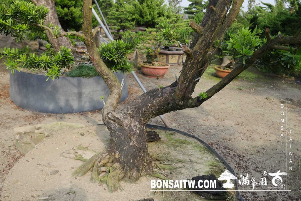 P1230702 [晶鑽羅漢松]等待，是為了下一次的蛻變(54) 蛻變專題(The plan)